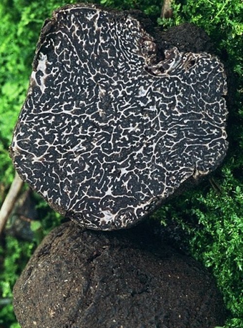 Fresh Black Truffle Tuber Melanosporum 100g | | Mercurius Trade ...